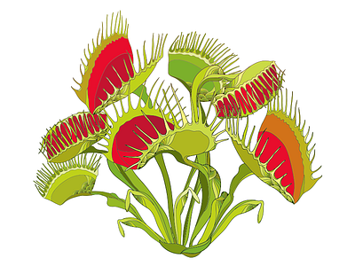 Carnivorous tropical plant Venus flytrap. carnivorous dionaea muscipula drawing flower flytrap plant tropical venus