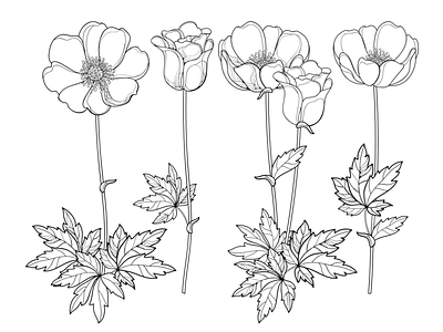Contour style Anemones. anemone black and white coloring book coloring page contour drawing flora flower line art outline summer