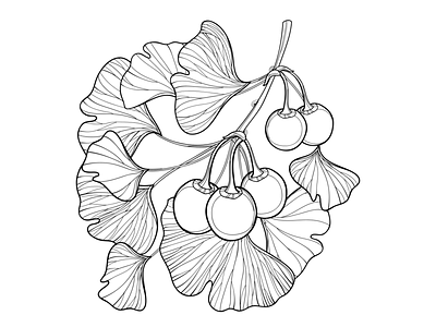 Gingko or Ginkgo biloba tree in contour style. black white coloring book coloring page contour drawing flora fruit gingko ginkgo biloba line art outline relict summer tree