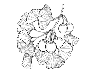 Gingko or Ginkgo biloba tree in contour style.