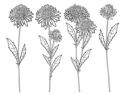 Aster flowers in contour style. aster black white coloring book coloring page contour drawing floral floral design flower line art outline set summer