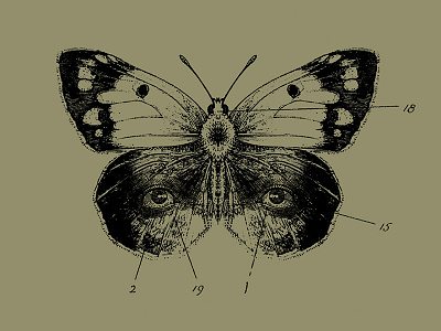 Secret 7" album cover eyes illustration moth secret7 vinyl