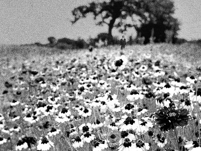 Flower Field WIP black and white creep design flower grain texture wip