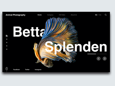 Swimming Fish animal clean design fish flat natural photo photography type typography ui ux web website