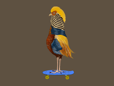 Chiko on skateboard 🛹 bird drawing fiction ipadpro procreate quirky skateboard sketch
