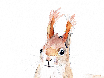 Red Squirrel illustration pencil red squirrel watercolour