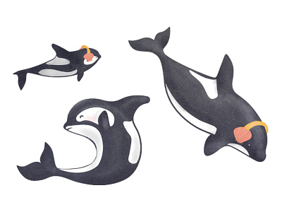 Orcas fish greenpeace illustration killer whale orca seismic testing shell texture