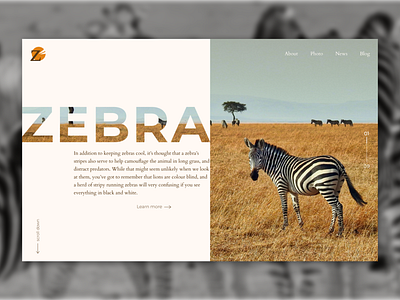 Website about Zebra animal animation black and white design ui ux ux design web website