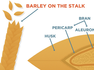 2 1Barley Grain Anatomy barley bourbon illustration wheat whiskey