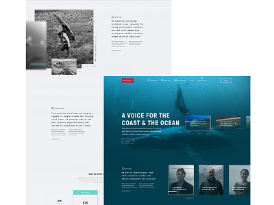 Fifty & Fifty / WildCoast agency animation brand clean conservation flat interactive motion nature ocean parallax type typography ui underwater ux web website whales wildlife