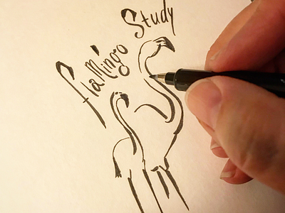 A flamingo study and font in progress