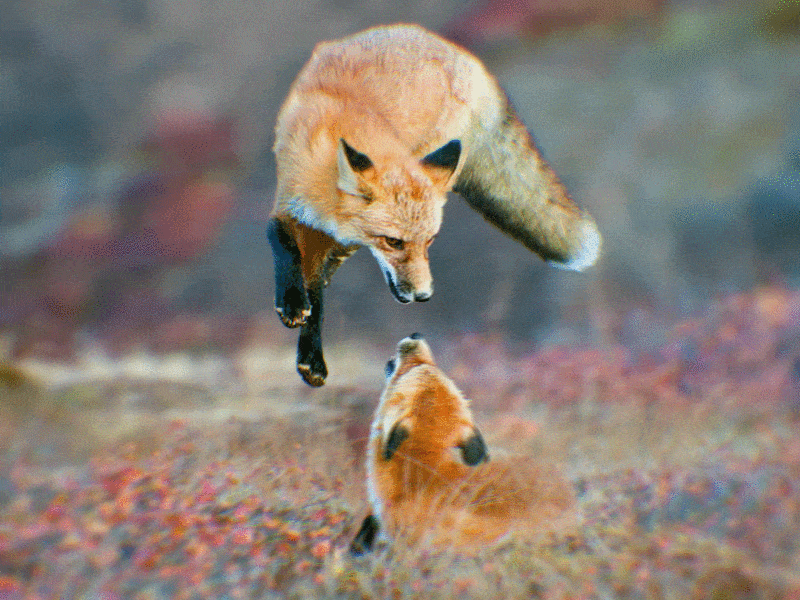 2.5D Foxes 2d 3d animal cut fox foxes fur loop nature outside pierre gombaud plant