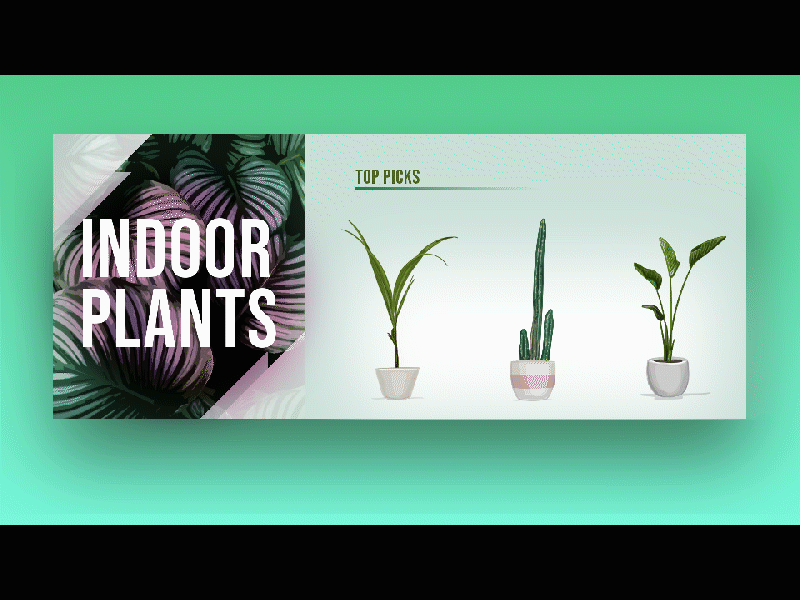 Indoor Plants aftereffects ai design graphics illustration indoor motion photoshop plants vector