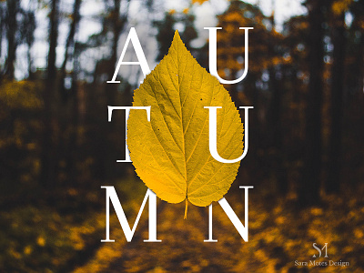 Autumn autumn fall leaf typography yellow