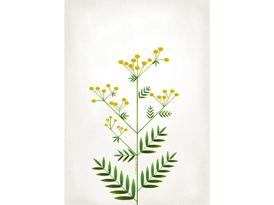 Herb herb illustration nature plant