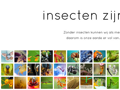 Insects grid heading photos thumbnails ui web