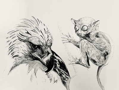Phillipine Eagle and Tarsier art bird drawing eagle hand drawn illustration illustration art ink drawing pen pen and ink pen drawing sketch tarsier