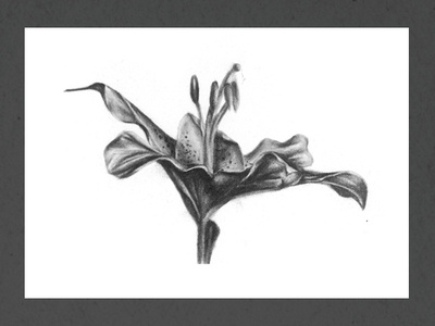 Flower1 artwork botanical art charcoal draw floral flower graphic illustration illustration art print