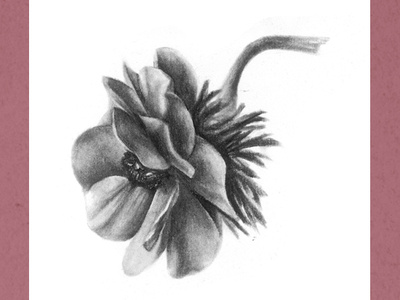 Flower2 artwork botanical illustration charcoal draw floral flower graphic illustration illustration art print