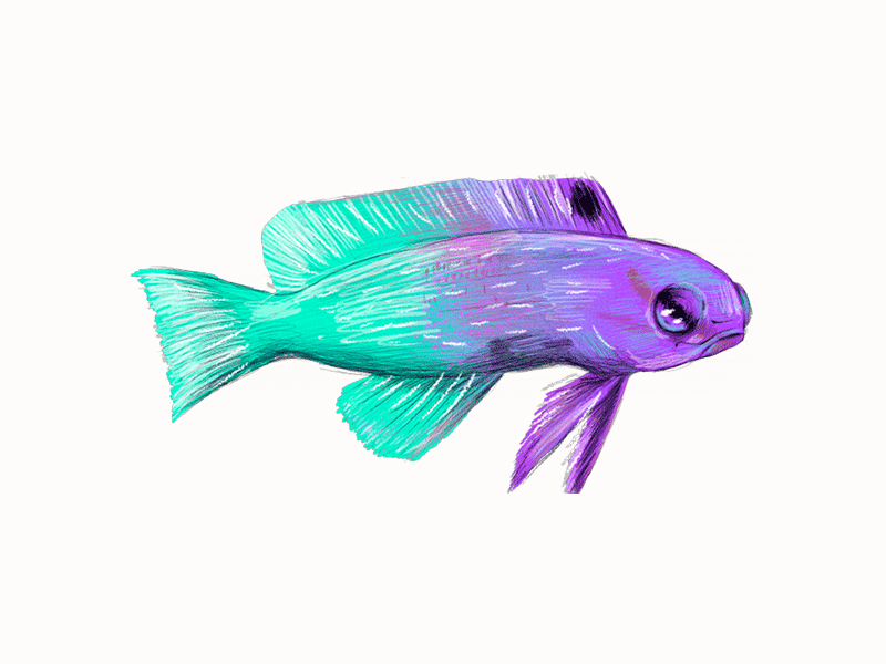 Fish Animation animation fish illustrator video