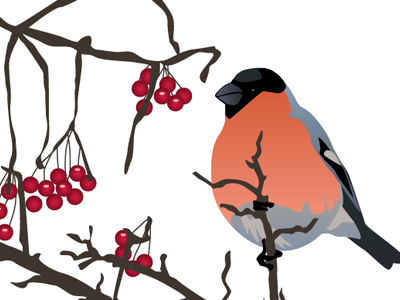 Bullfinch