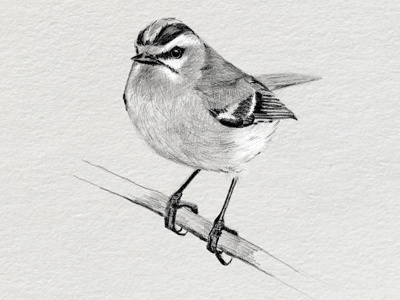 Bird illustration for book cover