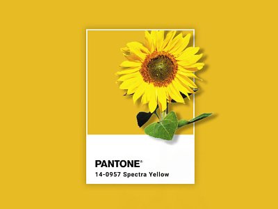 Pantone Sunflowers adobe character design design photoshop illustration graphic graphicdesign illustration inspiration pantone sunflowers yellow