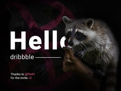 Hello Dribbble! debut design dribbble first shot graphic design hello hello dribbble raccoon