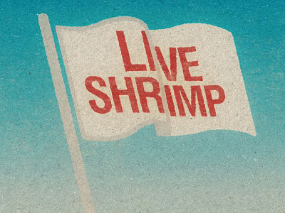Live Shrimp!