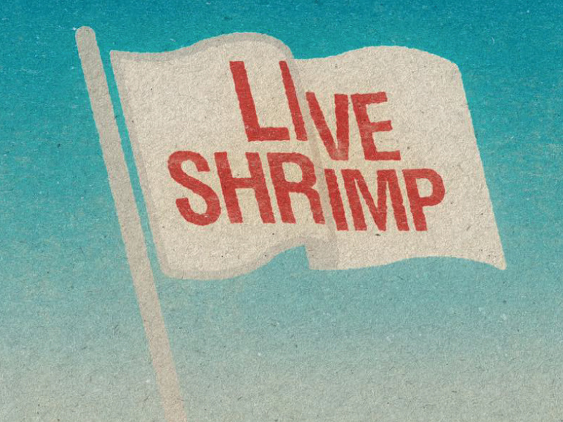 Live Shrimp! logo design identity branding illustration graphic design