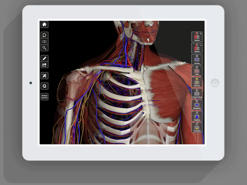 GIF! First steps of the makeover process... anatomy app gif ipad makeover progress ui ux