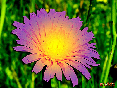 Lighted Dandelion