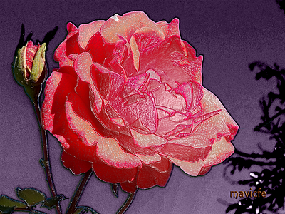 Rose Project 1 color design digital art garden graphic art illustration illustration art light mavicfe nature painting petals photography photoshop rose shadows