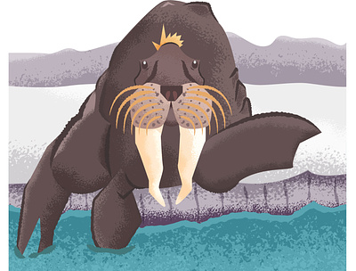 Walrus ai design graphic design illustration illustrator marine marine animal ocean vector walrus