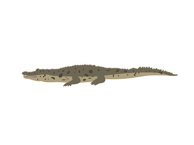 Cuban Crocodile ai animal croc crocodile cuban crocodile graphic design illustration illustrator vector zoo