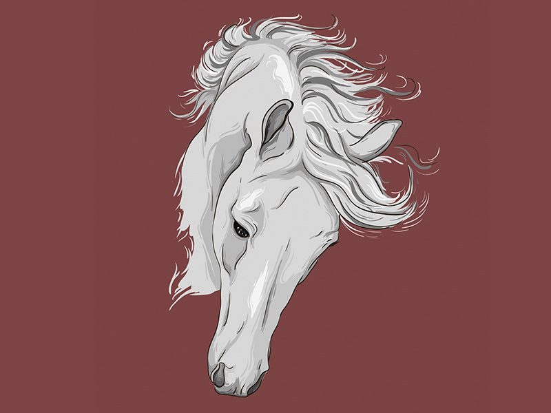 Horse illustration horse