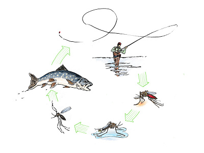 Trophic Cycle of the Mosquito anthropology athabasca university course ecology illustration