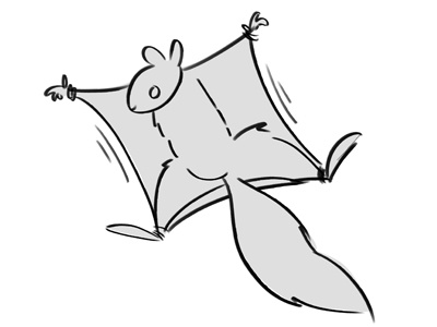 Flying Squirrel animal drawing animal sketch illustration