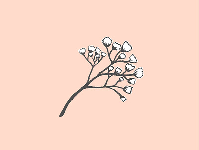Baby's Breath flower illustrator soft