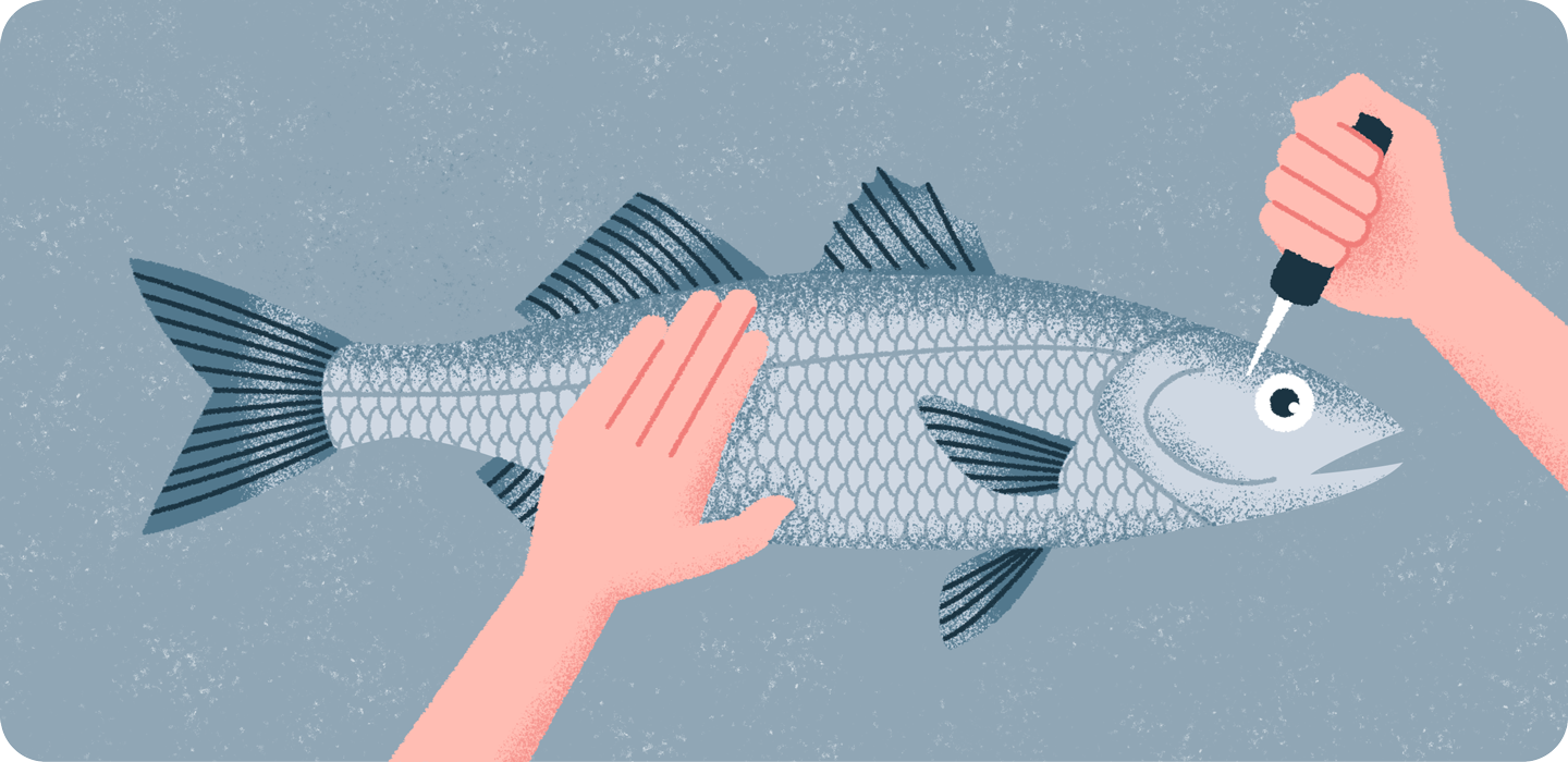 Ikejime 🔪🐟 by Siow Jun on Dribbble