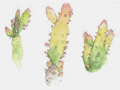 Cactus cacti cactus painting watercolor