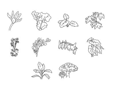 Sinister Garden Booklet Illustrations black white illustration line art plant illustration plants