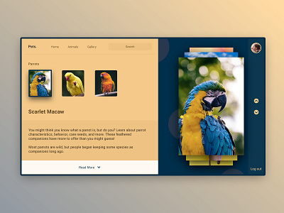 Pets - Concept page animals birds blog clean design information landing page minimal parrot pets ui ux web design websites