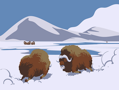 Muskox animal arctic art artwork bull design digitalart drawing drawingart drawings fight flatdesign illustration illustration art illustrator muskox north vector vectorart wildlife