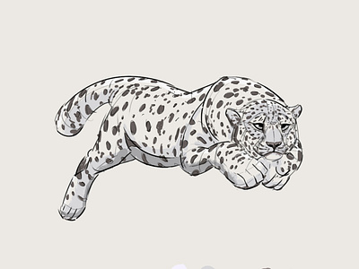 Snow leopard animal art cat digitalart drawing illustration illustrator photoshop sketch snow leopard