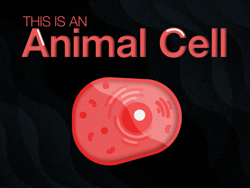 Animal Cell 2d animation animation biology cell design explainer icon illustration infographic looping gif science textbook vector