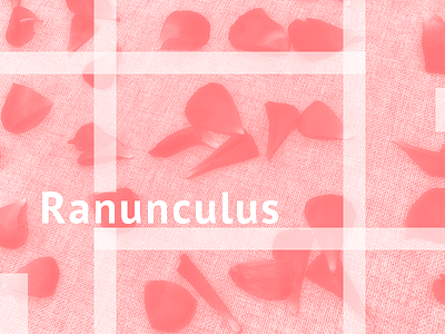 Ranunculus_2018.4 photoshop