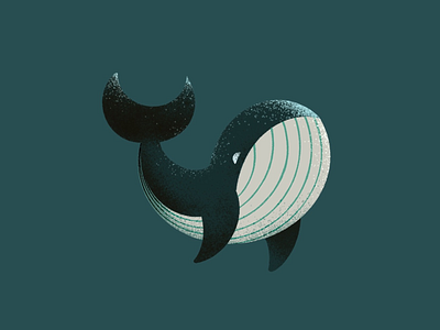 Whale adobe adobe illustrator design graphic design illustration illustrator