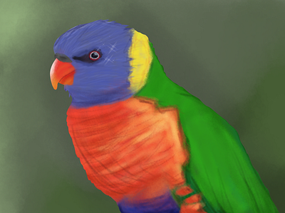 Rainbow Lorikeet