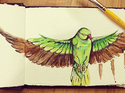 Parakeet Sketch bird drawing graphic design illustration painting parakeet watercolor